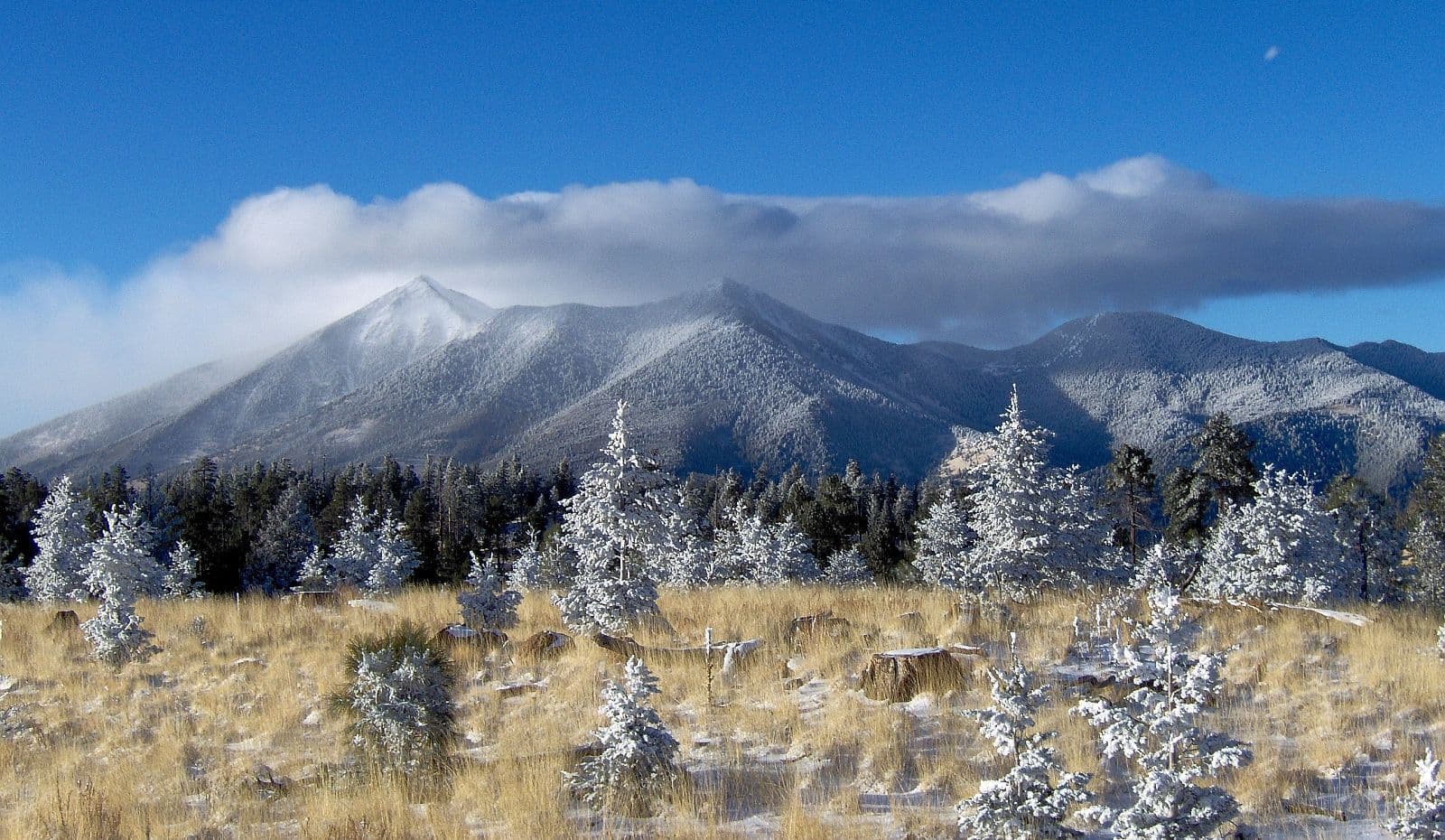 The San Francisco Peaks viewed from Elden Mountain in winter